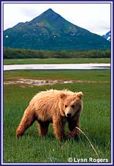 Click for enlargement
