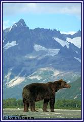 Bear watching in the Katmai