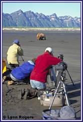 Bear watching in the Katmai