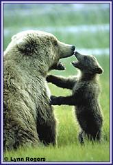 Mother and cub brown bear